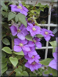 Clematis photograph