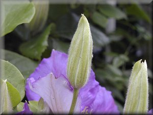 Clematis photograph