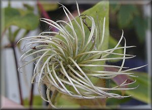 Clematis photograph