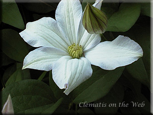 Clematis photograph