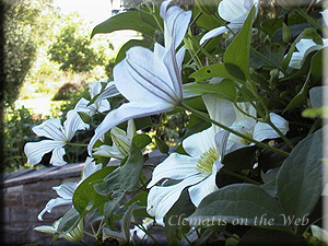 Clematis photograph