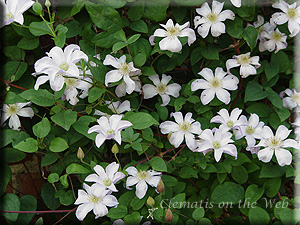 Clematis photograph