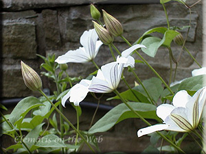 Clematis photograph