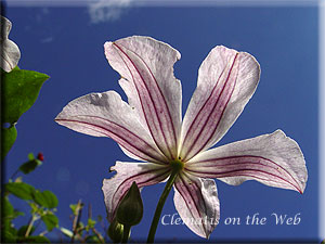 Clematis photograph