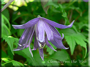 Clematis photograph