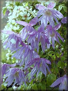 Clematis photograph