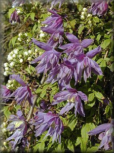 Clematis photograph