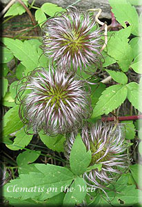 Clematis photograph