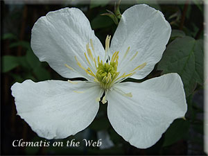 Clematis photograph