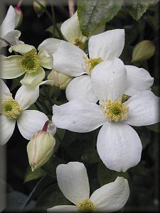 Clematis photograph