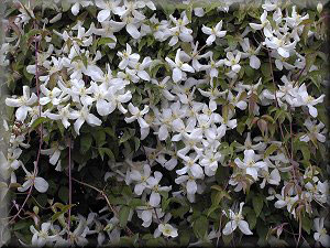 Clematis photograph