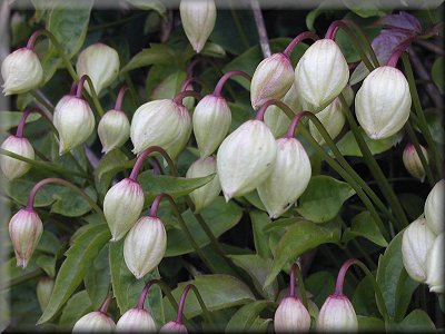 Clematis photograph