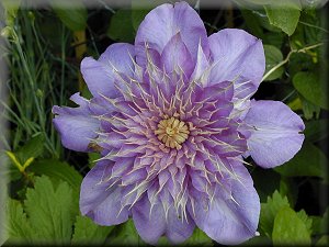 Clematis photograph