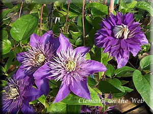 Clematis photograph