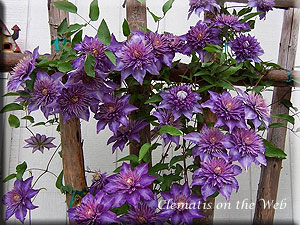 Clematis photograph