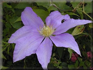 Clematis photograph