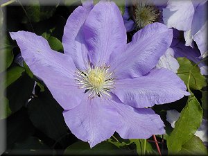 Clematis photograph