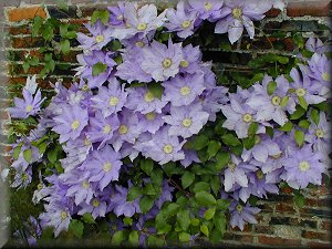 Clematis photograph