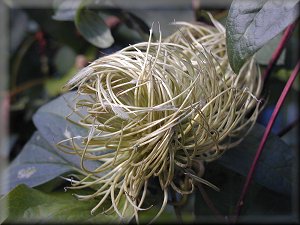 Clematis photograph