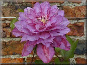 Clematis photograph