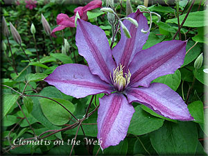 Clematis photograph