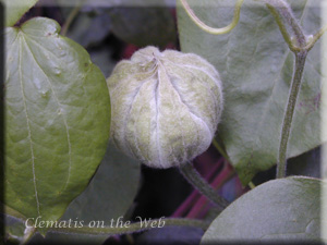 Clematis photograph