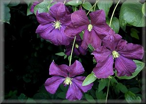 Clematis photograph