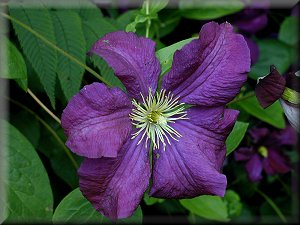 Clematis photograph