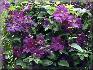 Clematis photograph