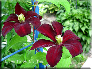 Clematis photograph