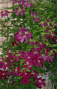 Clematis photograph