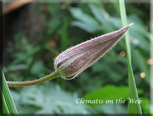 Clematis photograph