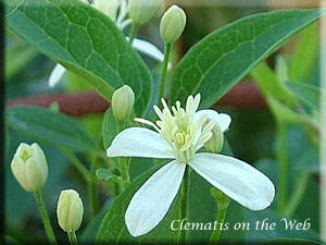 Clematis photograph