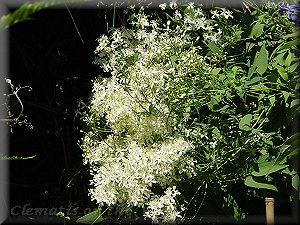 Clematis photograph