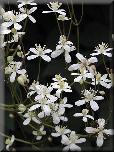 Clematis photograph