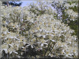 Clematis photograph