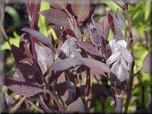 Clematis photograph