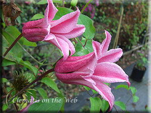 Clematis photograph