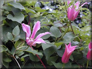 Clematis photograph