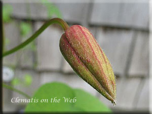 Clematis photograph