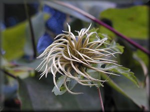 Clematis photograph