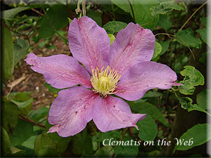 Clematis photograph