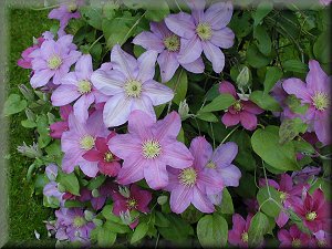 Clematis photograph