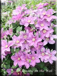 Clematis photograph