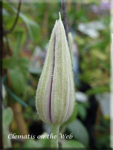 Clematis photograph