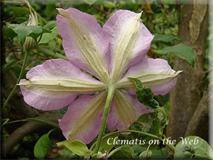 Clematis photograph