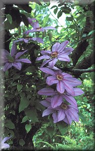 Clematis photograph