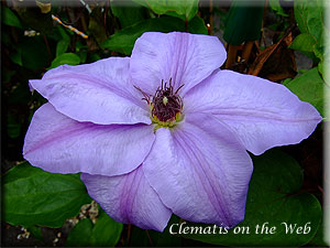 Clematis photograph