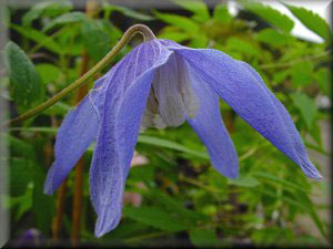 Clematis photograph