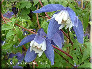 Clematis photograph